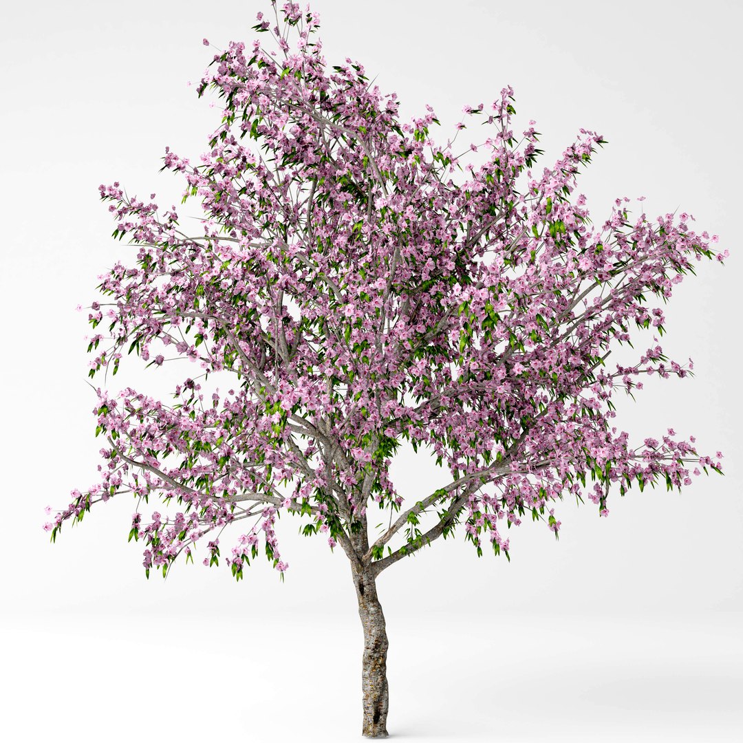 3D model peach tree https://p.turbosquid.com/ts-thumb/DE/r6lFFe/OPVtYqwB/9/jpg/1557220903/1920x1080/fit_q87/57758f75b050cc292715cab9621c36c3257bcb9f/9.jpg