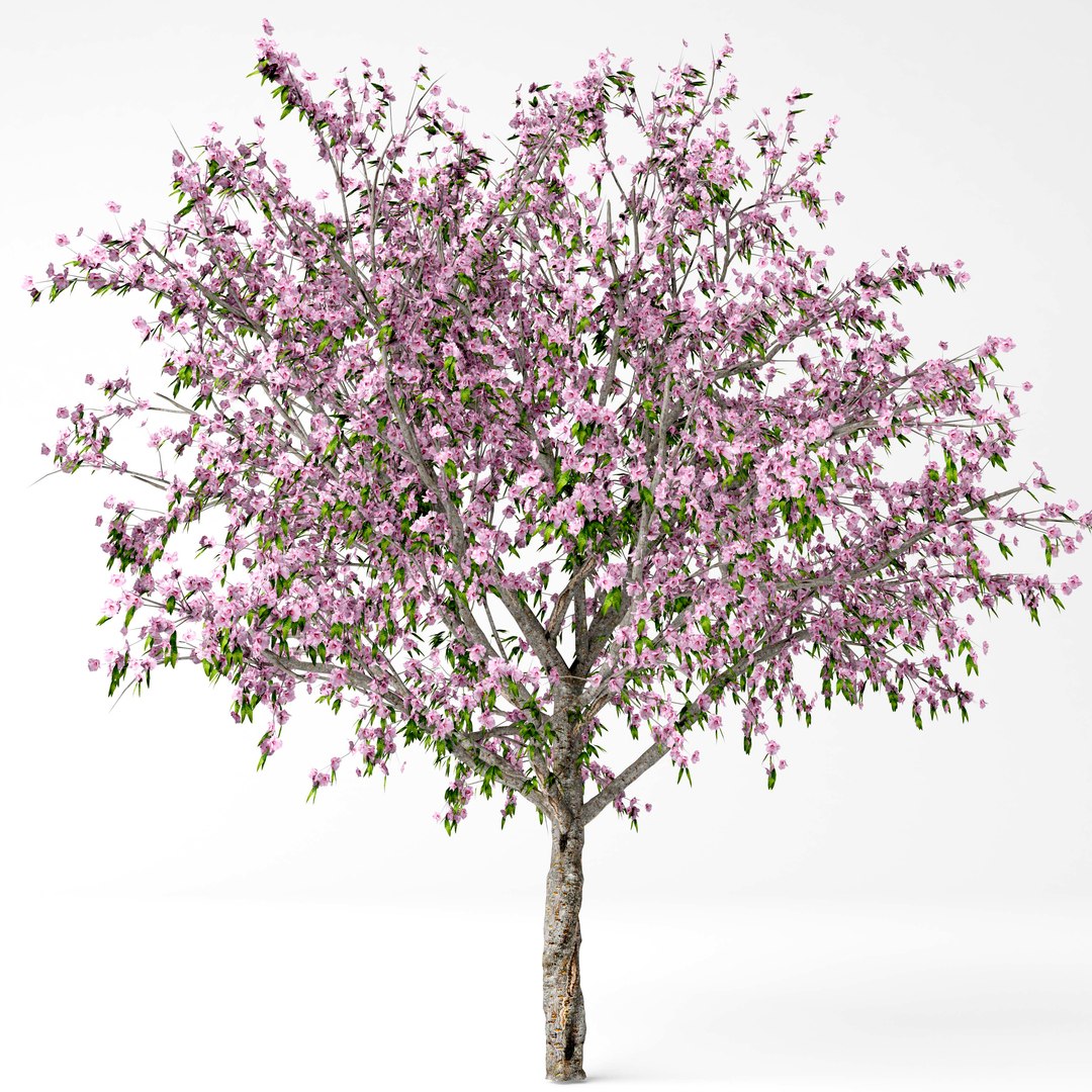 3D model peach tree https://p.turbosquid.com/ts-thumb/DE/r6lFFe/oZgt1oEM/8/jpg/1557220828/1920x1080/fit_q87/1d167a1ca8bb265b4392ae660301338641653b7f/8.jpg