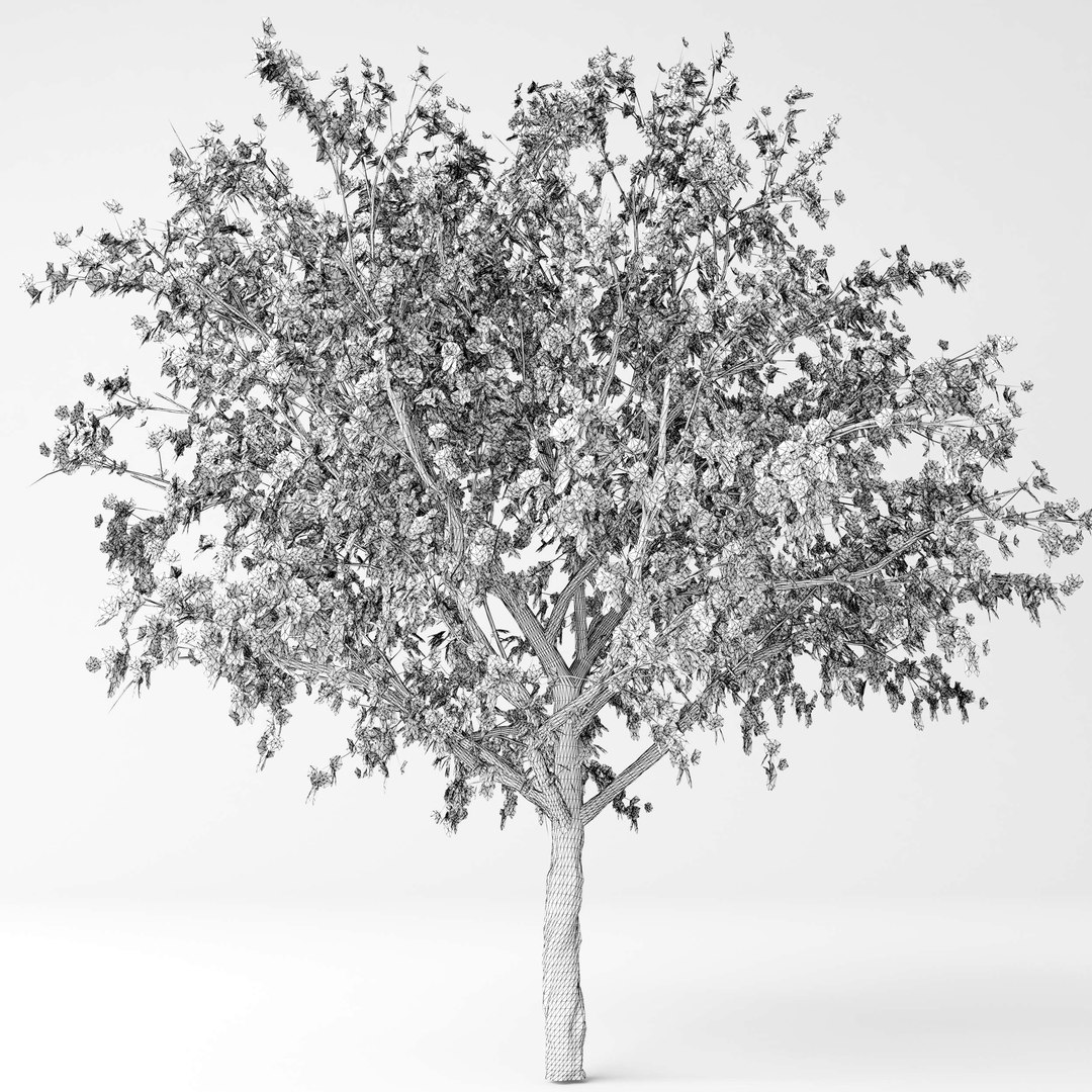 3D model peach tree https://p.turbosquid.com/ts-thumb/DE/r6lFFe/xO7amIpi/10/jpg/1557220927/1920x1080/fit_q87/1a55a3338b10f2e81f927971243cd48fa4b9f6af/10.jpg