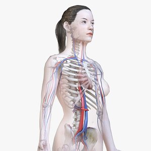 female body skeleton vascular 3D model