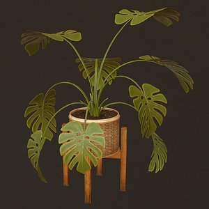 3D Monstera Plant - PBR Game Ready