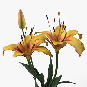 Yellow Lilies model