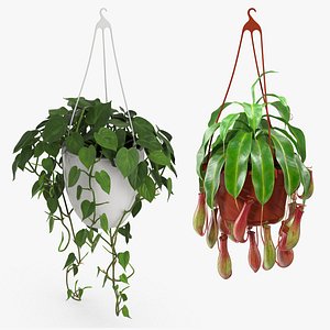 Hanging Potted Plants Collection