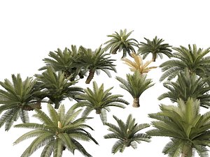 Cycas revoluta - Sago palm 3D model