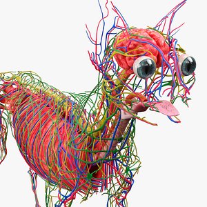Cat Internal Organs Vascular Nervous Anatomy