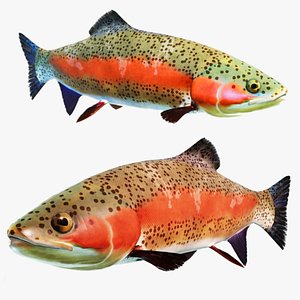 3D Rainbow Trout model