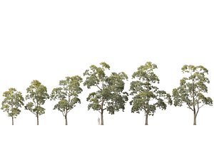 HighpolyLow Poly - Eucalyptus saligna - Sydney Blue Gum 3D model