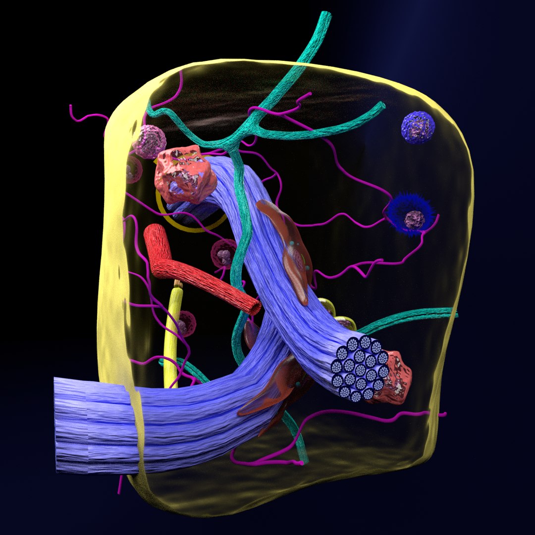 3D Connective Tissue Elements Labelled - TurboSquid 1602188