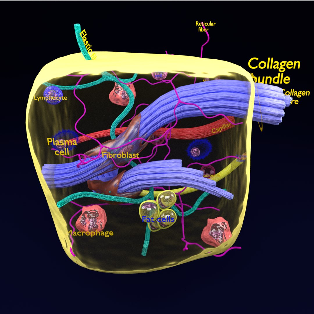 3D Connective Tissue Elements Labelled - TurboSquid 1602188