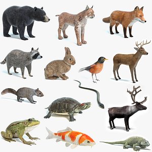 Animal Collection