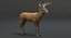 realistic animals 3D model