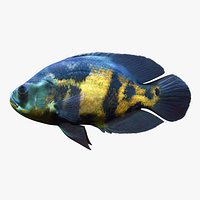 Astronotus ocellatus