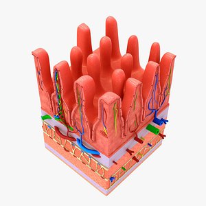 Small intestine wall section