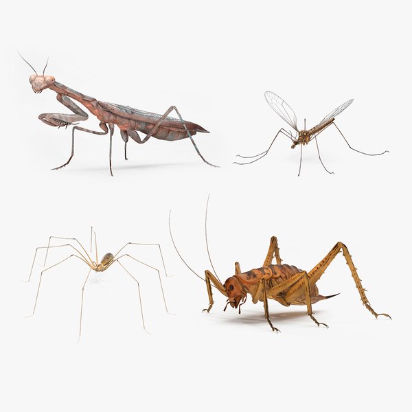 modelo 3d Colección de insectos 3 - TurboSquid 2385299