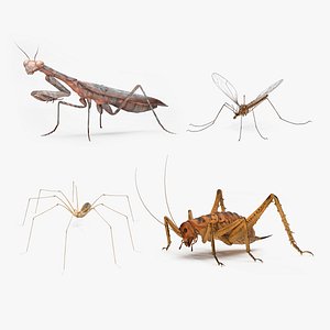 Insects Collection 3