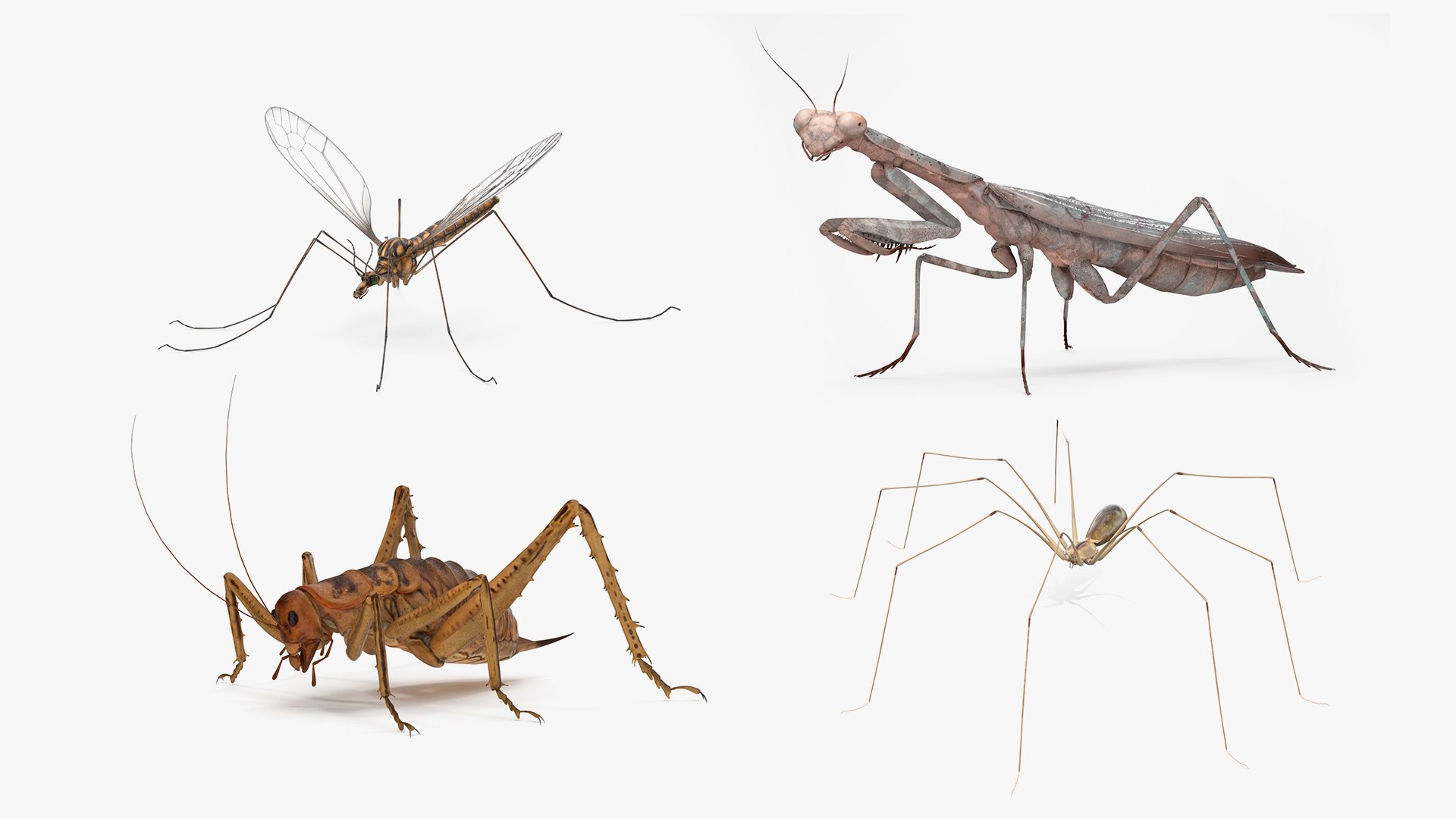 Insects Collection 3 3D https://p.turbosquid.com/ts-thumb/DF/muc9GA/fo/insects_collection_3_001/jpg/1743431397/1920x1080/fit_q87/634f5a9451278a9fb1e9a8c518de698e67573023/insects_collection_3_001.jpg