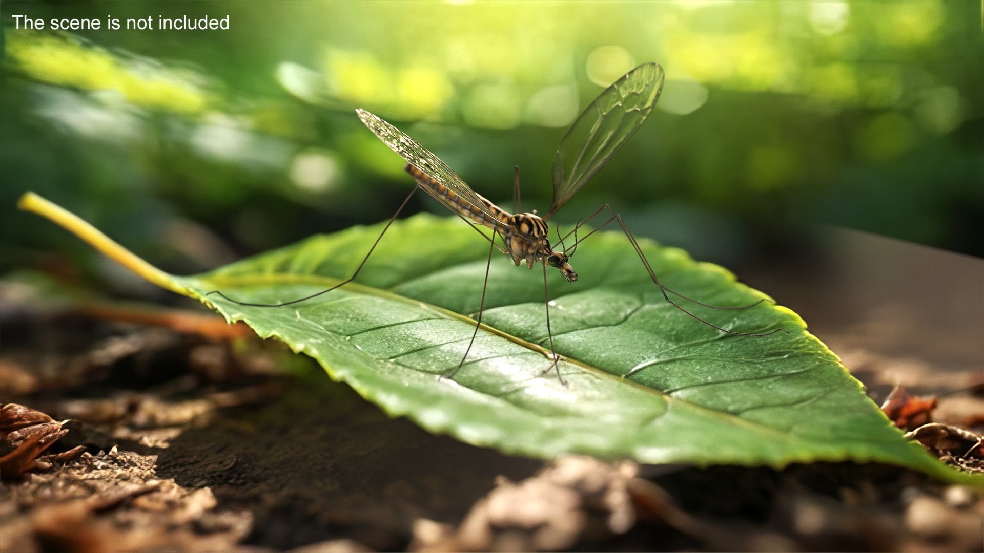 Insects Collection 3 3D - TurboSquid 2385299