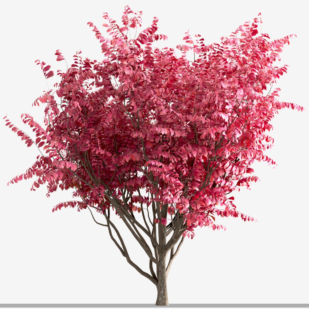 3D Set Of Burning Bush Or Euonymus Alatus Bushes Model - TurboSquid 1995967