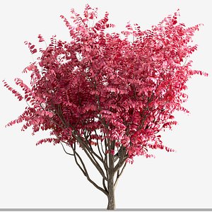 3D Set of Burning Bush or Euonymus Alatus Bushes model