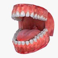 Teeth and Gums