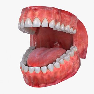 Teeth and Gums