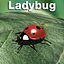 Ladybug