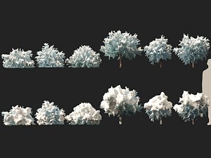 Winter Snow Plants-Picea pungens Glauca Globosa -Colorado spruce