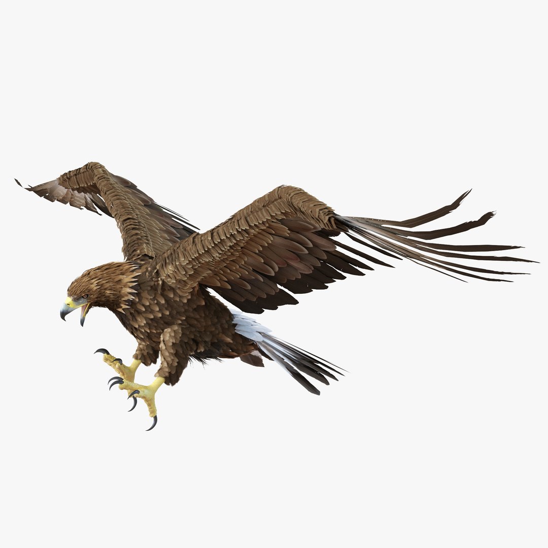 Golden Eagle Pose 6 3D model preview