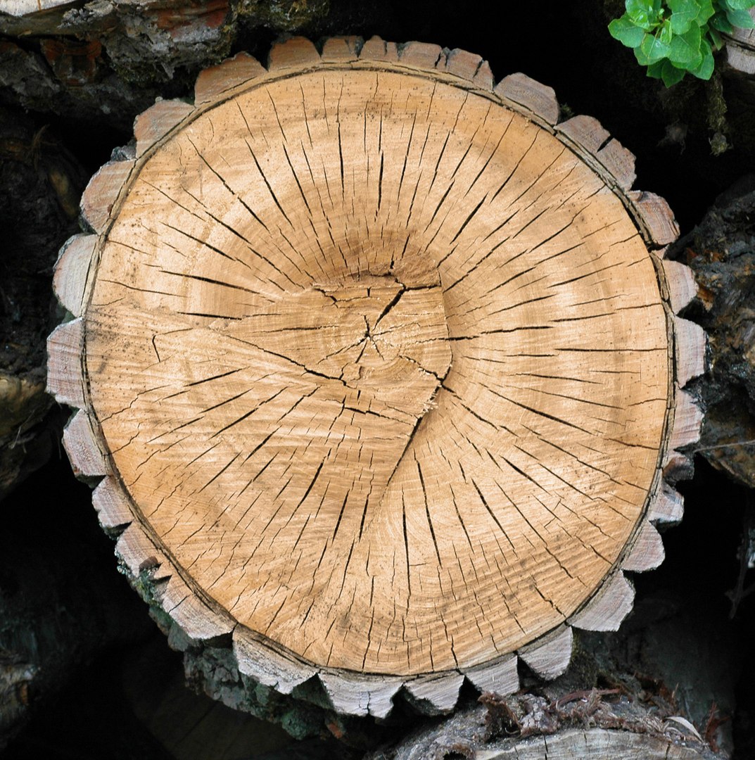 3D Wood Log Slices - TurboSquid 2096029