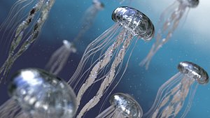 Jelly Fish