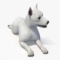 West Highland White Terrier Lying Down Pose