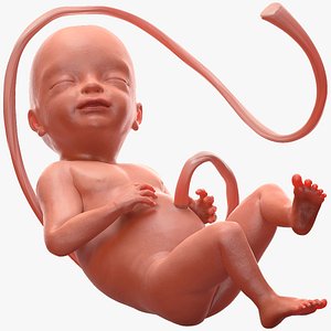 3D human fetus 24 weeks model