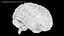 Vintage Organ Jar Human Brain PBR