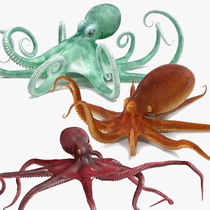 3D Octopuses Rigged for Cinema 4D Collection