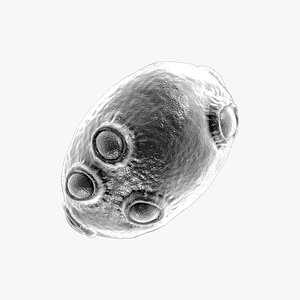 Yeast Fungi