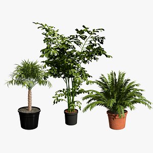 3D Realistic Palm Trees - Potted Collection