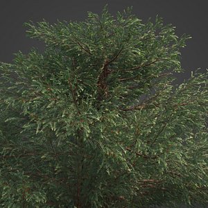 2021 PBR English Yew Collection - Taxus Baccata 3D