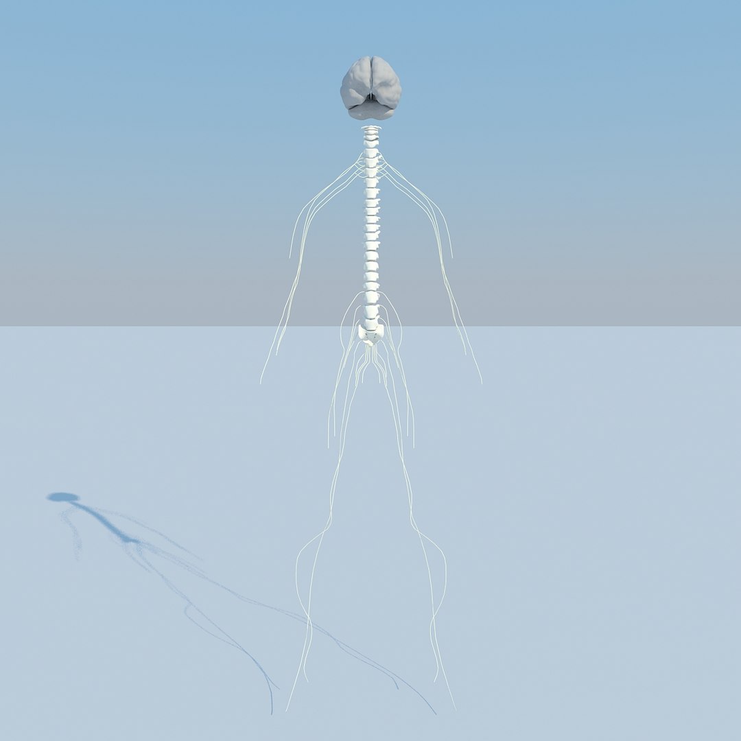 3d basic nervous 2011 https://p.turbosquid.com/ts-thumb/DH/an0mmf/uCyRL7xm/1/jpg/1369511307/1920x1080/fit_q87/a614e739aa9f1720e2b83dc34f3a4b5deb9b0e7c/1.jpg