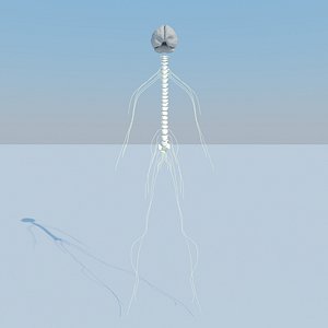 3d basic nervous 2011