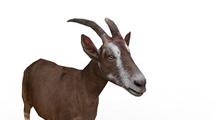 Goat 3D