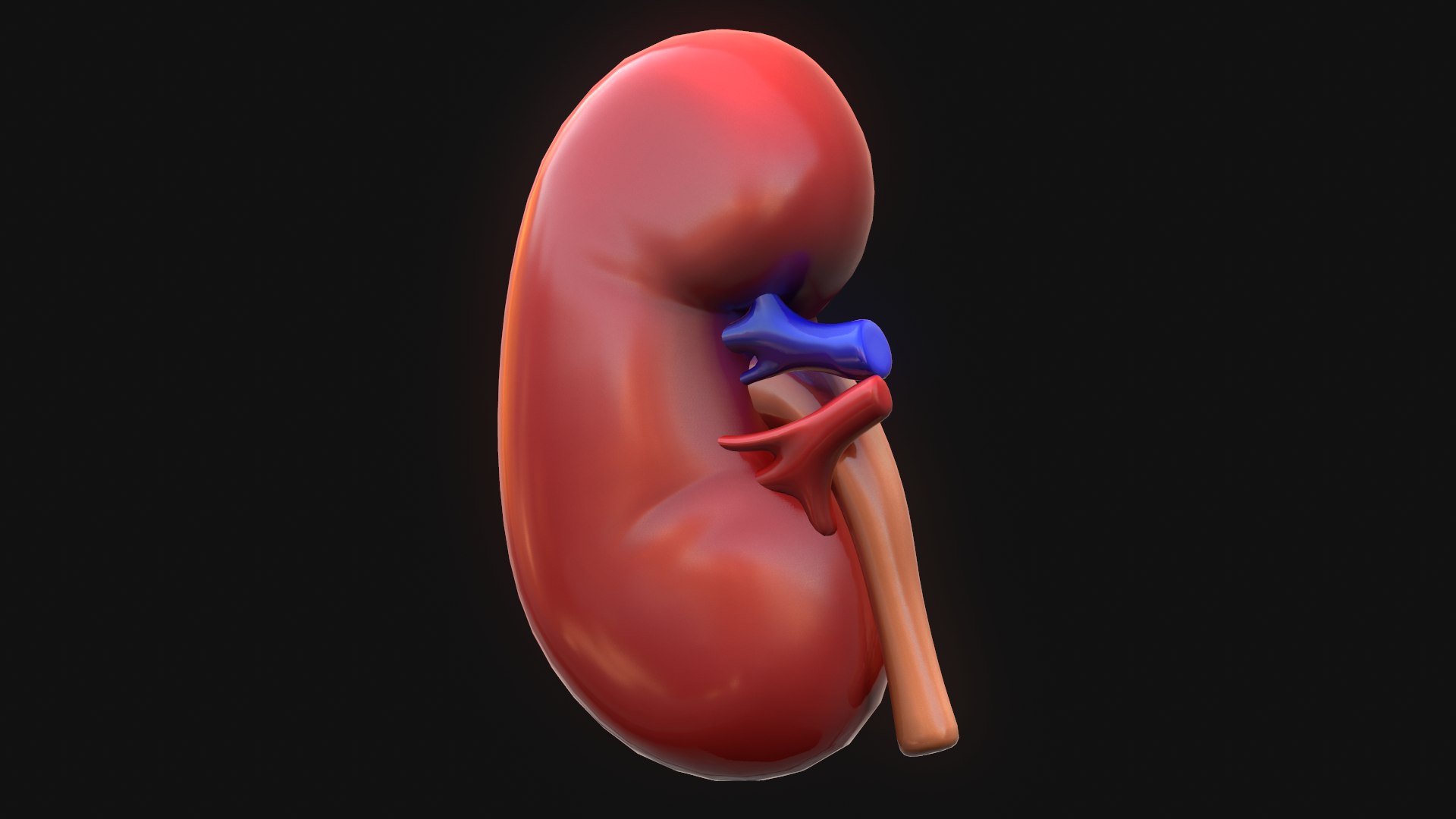 human kidney 3D model https://p.turbosquid.com/ts-thumb/DH/t7yrW7/1fsWFVuW/screenshot018/png/1573044842/1920x1080/fit_q87/e69e5d588385df96f070d0bf691575afcb666aae/screenshot018.jpg