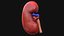 human kidney 3D model