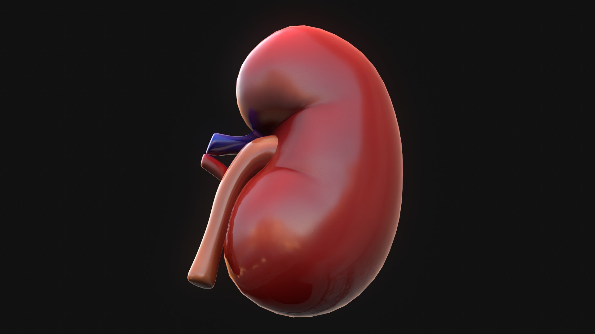 human kidney 3D model https://p.turbosquid.com/ts-thumb/DH/t7yrW7/6X4OrBF2/screenshot019/png/1573044842/1920x1080/fit_q87/aeb44f0e53e3bf0a08000f6cab73a02a39fac91f/screenshot019.jpg