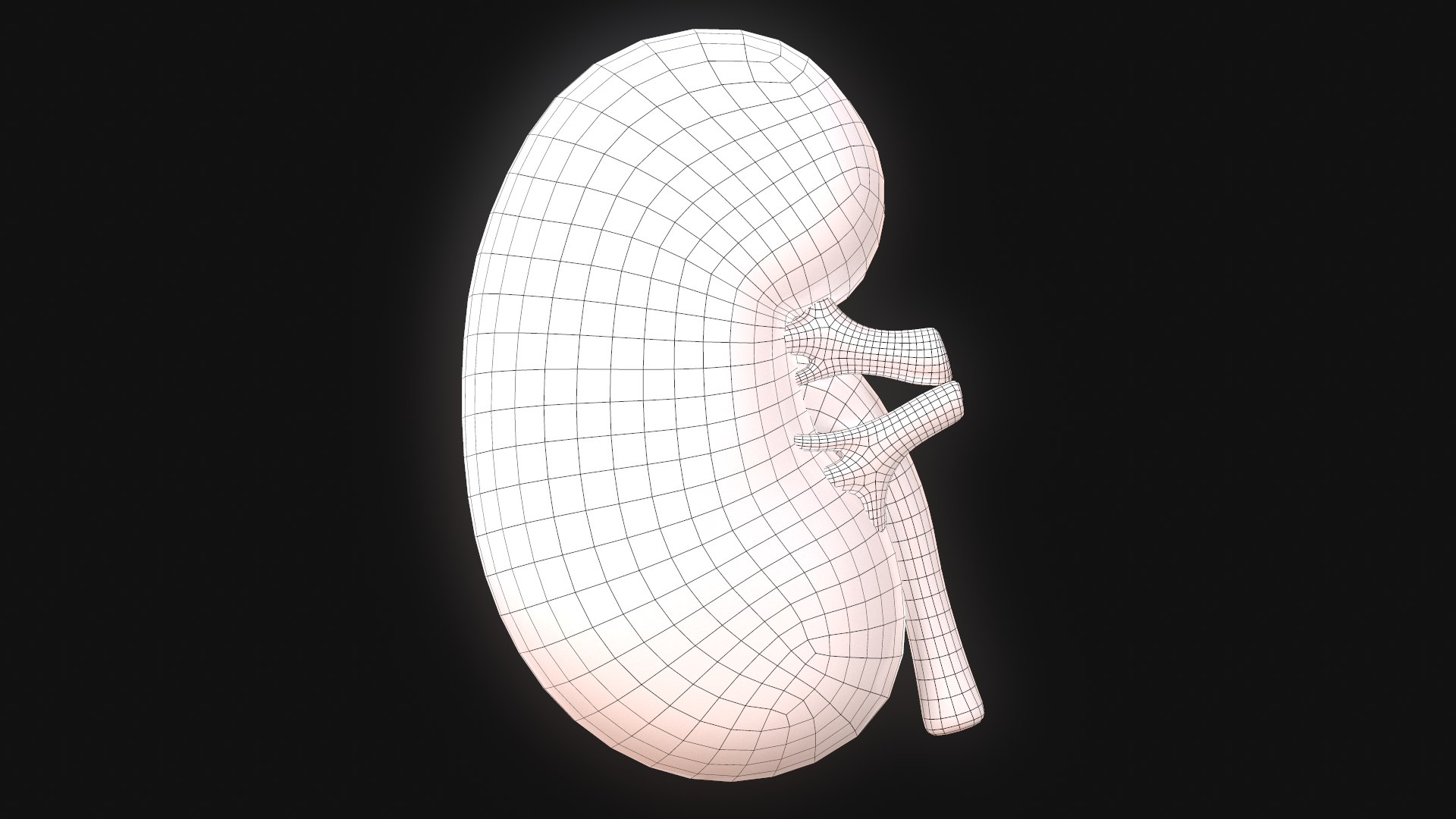 human kidney 3D model https://p.turbosquid.com/ts-thumb/DH/t7yrW7/7wJUKDm4/screenshot022/png/1573045003/1920x1080/fit_q87/2eaf88d18e4b8975624c485a9d1f92783776ab30/screenshot022.jpg