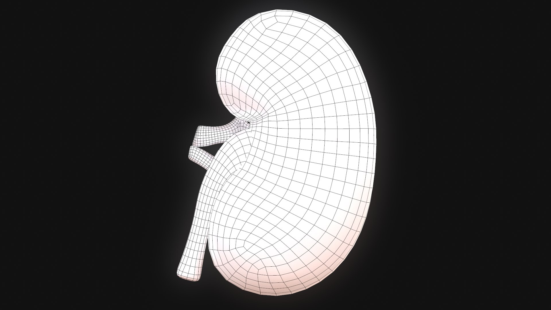 human kidney 3D model https://p.turbosquid.com/ts-thumb/DH/t7yrW7/WXgnBcbh/screenshot021/png/1573045003/1920x1080/fit_q87/29cf5ba105eea4ba35e65704fd94aa45868fafe4/screenshot021.jpg