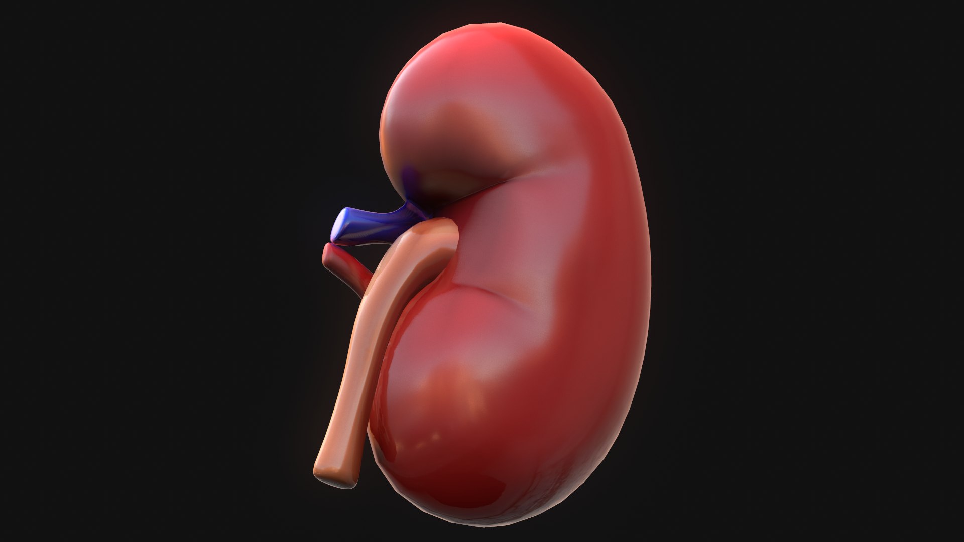 human kidney 3D model https://p.turbosquid.com/ts-thumb/DH/t7yrW7/XZihKc3B/screenshot015/png/1573044841/1920x1080/fit_q87/f443dd72a1407207952771d6c4209b491effd88a/screenshot015.jpg
