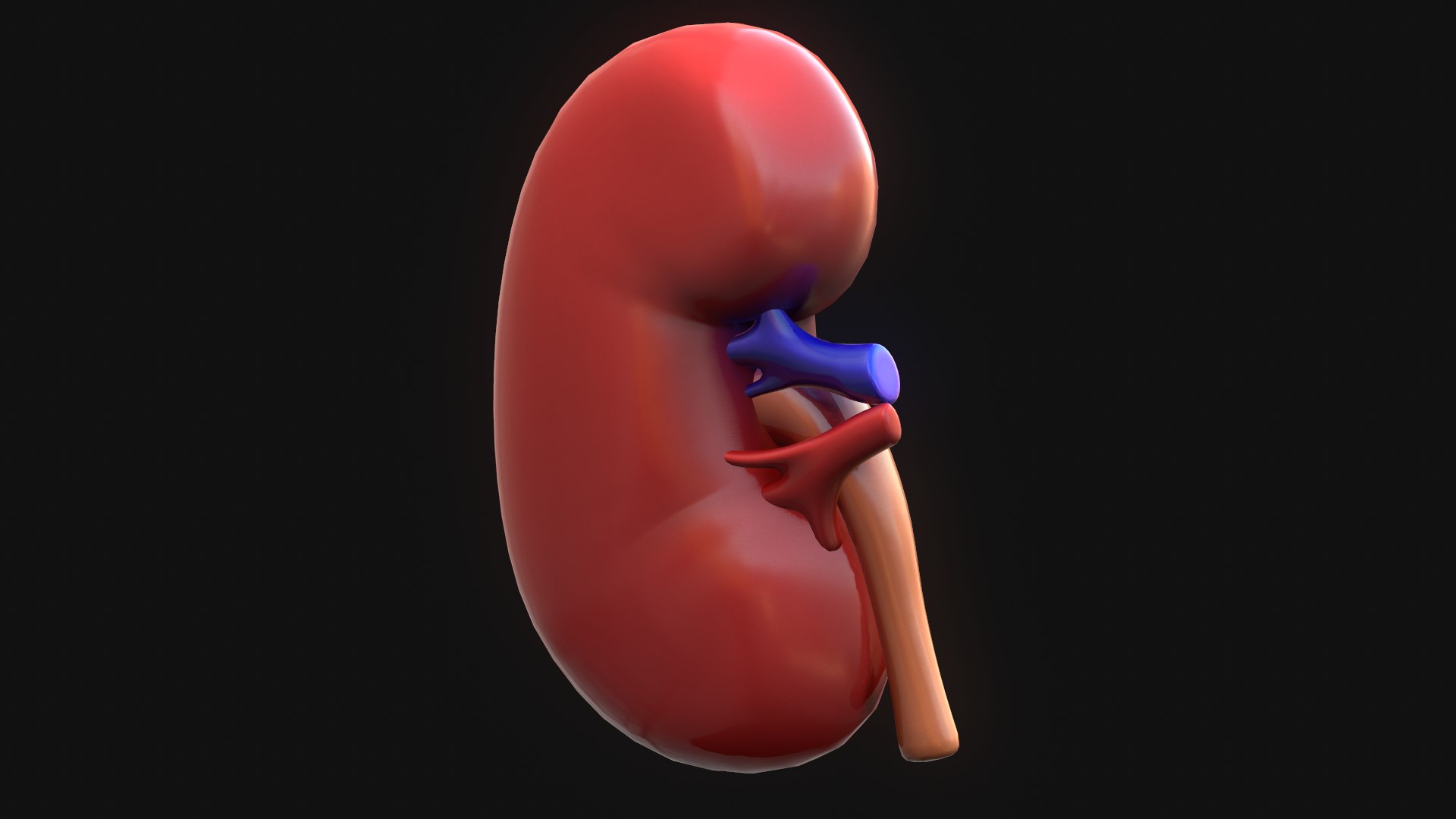 human kidney 3D model https://p.turbosquid.com/ts-thumb/DH/t7yrW7/buE37e2N/screenshot017/png/1573044842/1920x1080/fit_q87/1fe2f0b920d879492a5de0816befc38f409dd9cd/screenshot017.jpg