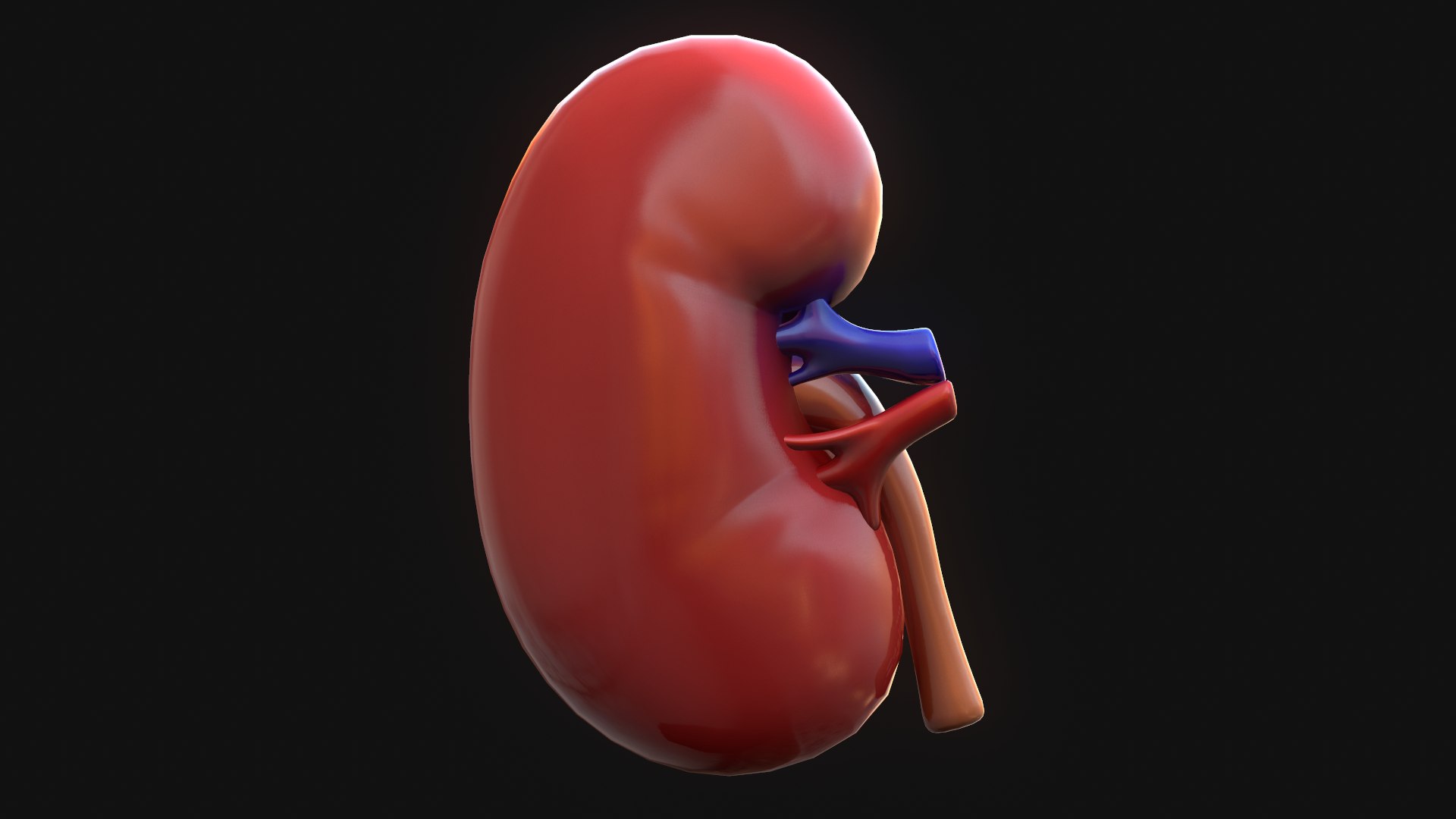 human kidney 3D model https://p.turbosquid.com/ts-thumb/DH/t7yrW7/eYO6Nk8F/screenshot016/png/1573044841/1920x1080/fit_q87/fd3bad7de7c6b587df533f32a8e704c2cdf2c660/screenshot016.jpg
