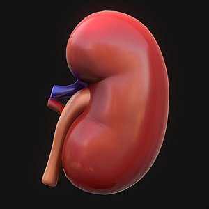 human kidney 3D model