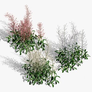 Hennie Graafland Astilbe 3D Model 3D